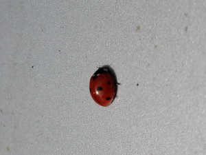 bug bug