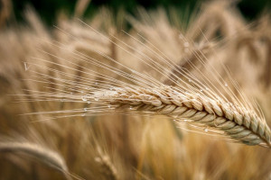 Field of barley