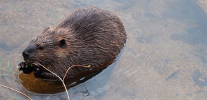 Beaver swimming credit Jim Ecklund Beaver - Photo: Jim Ekclund