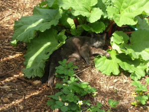 rhubarb