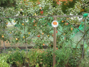 Espaliered apples