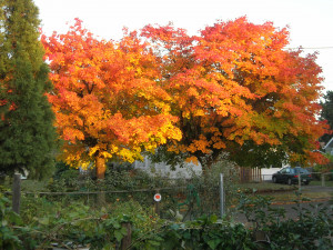 colorful maple leaves