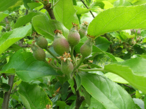 When thinning, usually keep the king apple.