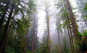 Elliott Forest (ODF)
