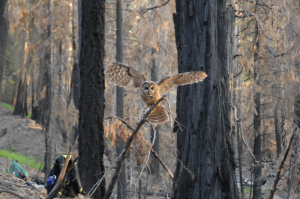 Female spotted owl flying over burn Female spotted owl flying over burn