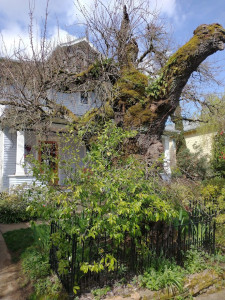 Heritage Tree in Portland--Apricot Heritage Tree in Portland--Apricot