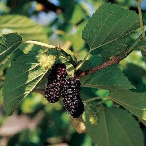 mulberry