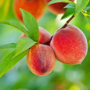 Best to wait until March to prune peaches and nectarines Best to wait until March to prune peaches and nectarines