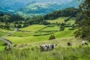 Pastures Of Plenty Pastures Of Plenty
