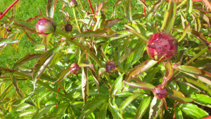 Beautiful red buds with the Self Help Radio logo superimposed on one of them.