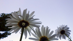 Close-up of some daisies, with the Self Help Radio logo on one stem.