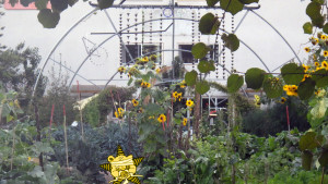 Self Help Radio Sunflower Show
