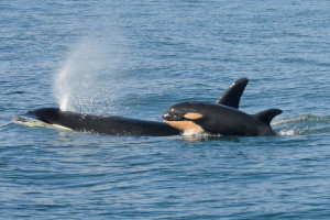 Tehlaquah and calf Tehlaquah and calf
