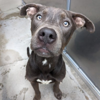 MCAS resident Cruz Grey pit bull type dog smiling in kennel