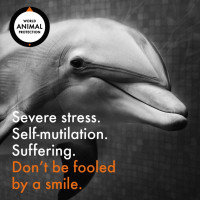 Dolphin smiling Text: Don't be fooled by a smile