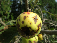 Apple scab Apple scab