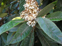 Honey bee on loquat blossoms in November Honey bee on loquat blossoms in November
