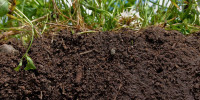 fertile soil fertile soil