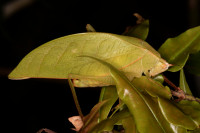 Large pale green katydid camoflauged on matching leaf Large pale green katydid camoflauged on matching leaf