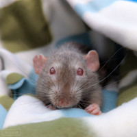 Alice, first resident